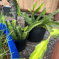 Dragon Fruit Plants