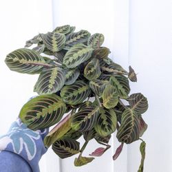 Red Maranta Plant 6" Pot - Indoor House Plants 