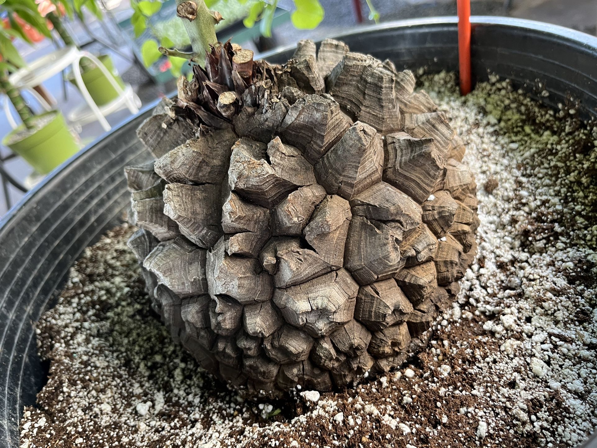 chinese elm bonsai tree for sale Chinese Elm