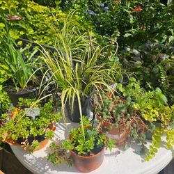 Potted plants and containers
