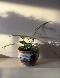 Live House Plant Combo/Variety in Ceramic Pot