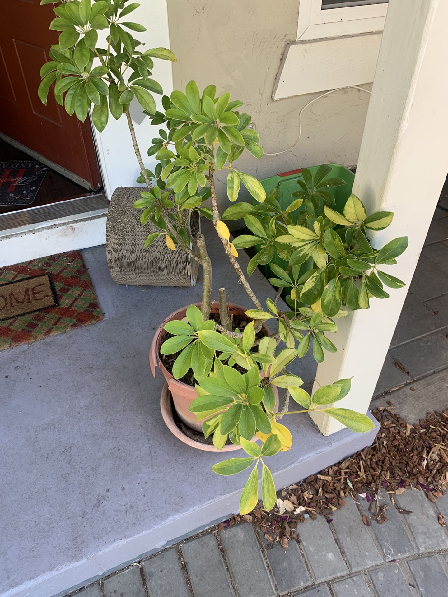 Plant For SALE