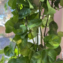 Gorgeous Global Green Pothos Cuttings!