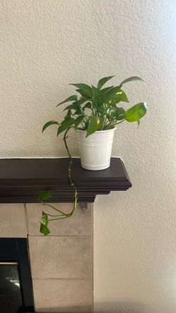 Pothos Plant in White Pot
