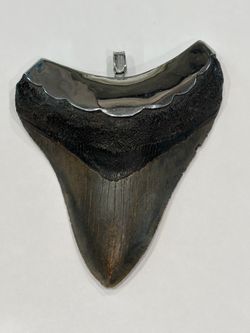 Genuine 4.25” Fossil Megalodon Shark Tooth Pendant – Silver-Capped – Natural, No Repairs