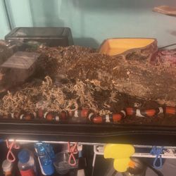 2 Year Old Pueblan Milk Snake With Setup