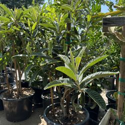 Loquat fruit tree, nispero mispero Japanese plum fruit tree  25g