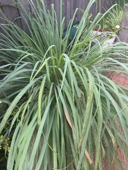 Limoncillo Or sawgrass Plant
