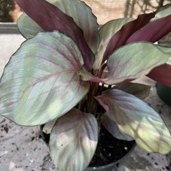Calathea Silver Plate In 6” Pot. SPECIAL PRICE 🤩