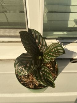 Calathea pin stripe plant