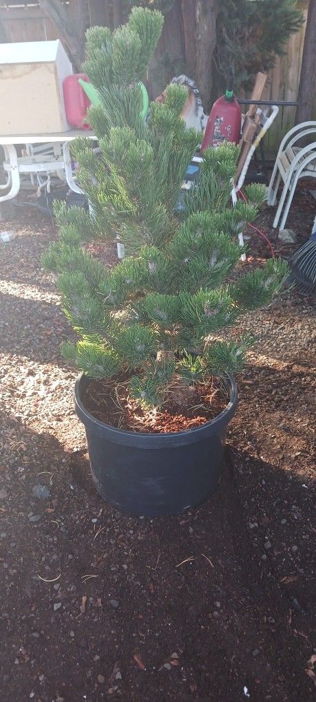 Austrian Pine 'Oregon Green' Tree