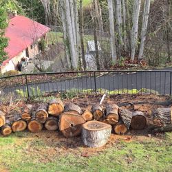 Free Douglas Fir Rounds