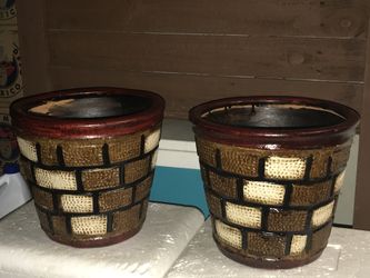 Maseteros medianos