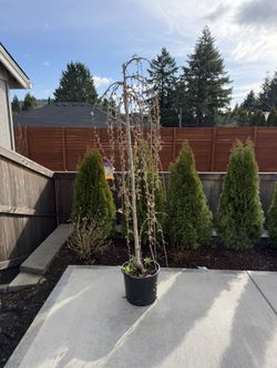 Weeping Cherry