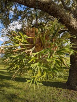 Large Staghorn Fern