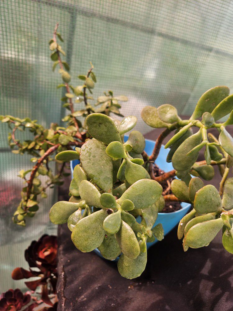 Jade Wirh Other Succulent In 2 Gallon Pot 