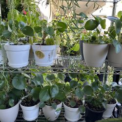 Chinese Money plant $10/pot