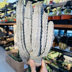 Big Cluster Euphorbia Abdelkuri Imported Cactus