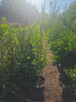Ficus Nitida