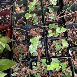 Ivy Plant  Perennial 4” $1 Each