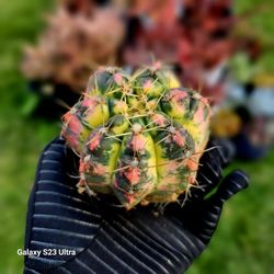 Rare Gymnocalycium Horstii Variegated 
