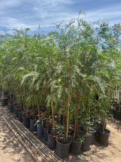 California Pepper trees 🌳 Pirules