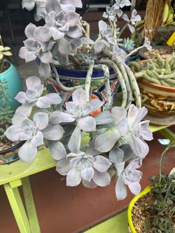 Cuttings of Graptopetalum Succulent Plant