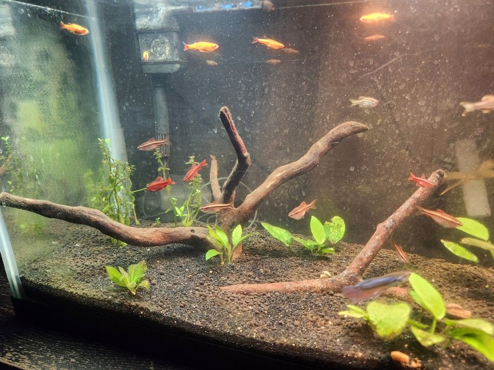 Fish Tank