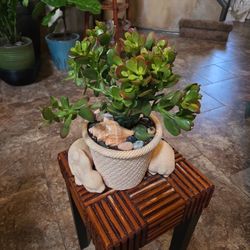 Live Jade Succulent In Ceramic Pot With  Drainage 