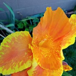 Plant Cana Lily Tengo de Cuatro Colores Diferentes 