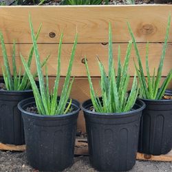 Aloe Vera Plant 1 Gallon $6
