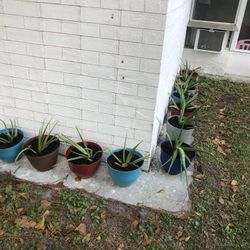 AloeVera 