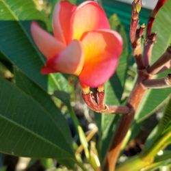 Plumerias Plants Blumming Or Cuttings