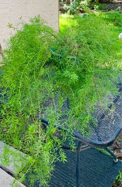 LARGE Asparagus Plant