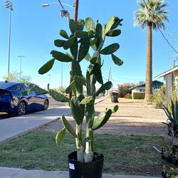 Large Prickly Pear Cactus Plant