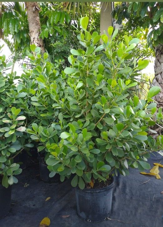 Beautiful Clusias Plants For Inmediate Privacy!!! 5-6 Feet Tall!!! Fertilized
