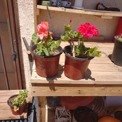 Geranios Rosa M Y Salmon 