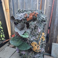 Fake Coral Backround 