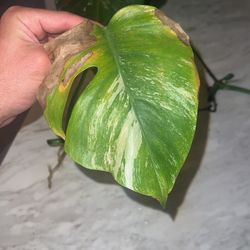Fully Rooted Monstera Albo Cutting