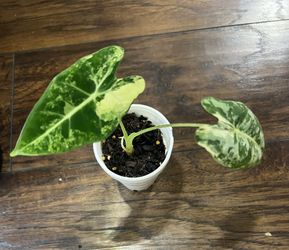Variegated Alocasia Frydek Plant