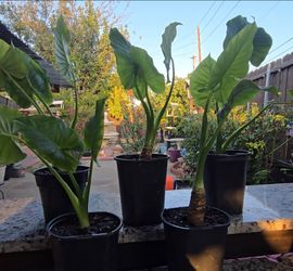 Elephant Ears🌴🌿Orejas de Elefante 🌿