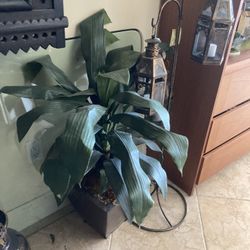 Silk Plant in planter singer island