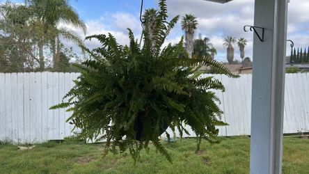 Outdoor Fern