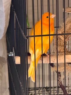 Cage