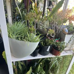 Succulents SALE Tomorrow Sat02/14 7am To 4 Pm 647 W Altadena Dr Altadena Ca