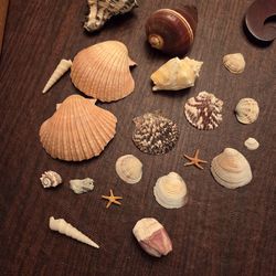 Shell collection