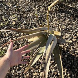 Aloe Vera plant