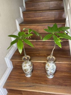 Rare Seven Leaves Money Tree-Lucky 7 Leaves Money Trees In Asian Ceramic Vases ($35 each)
