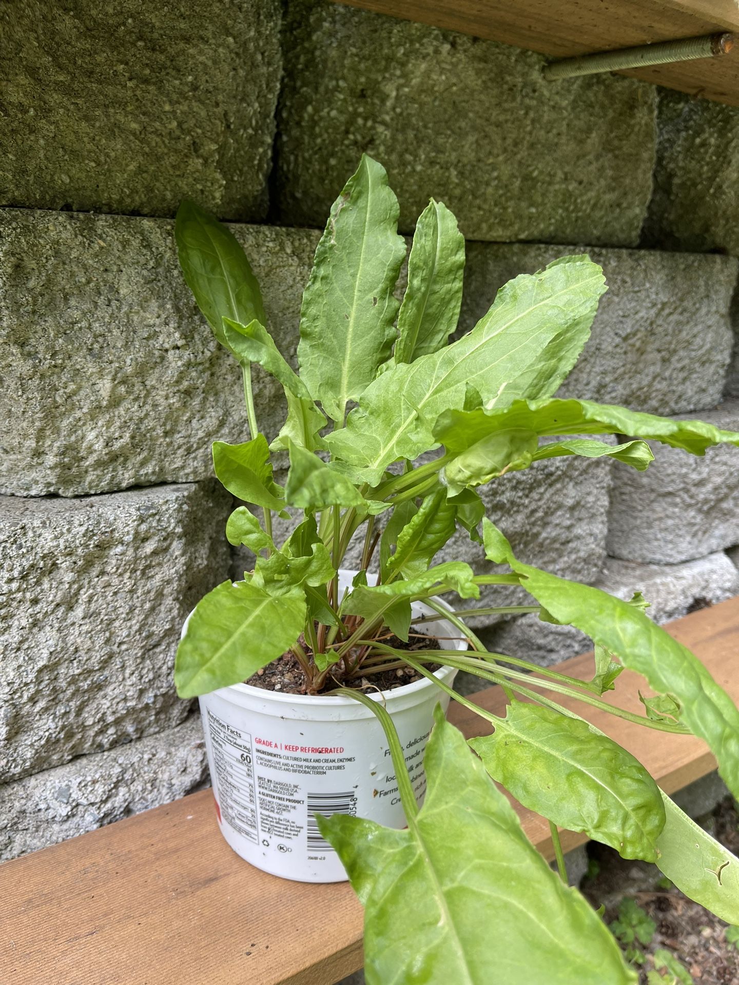Sorrel Edible Perennial Plant (Used in Sauces and Soups)