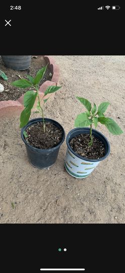 Chili Plant/ Planta De Chile